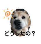 柴犬ムック（個別スタンプ：10）