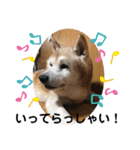 柴犬ムック（個別スタンプ：11）
