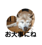柴犬ムック（個別スタンプ：12）