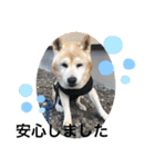 柴犬ムック（個別スタンプ：13）