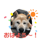 柴犬ムック（個別スタンプ：14）