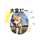 柴犬ムック（個別スタンプ：15）