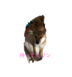 豆柴ワン（個別スタンプ：1）