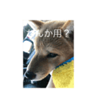 豆柴ワン（個別スタンプ：2）