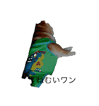 豆柴ワン（個別スタンプ：3）