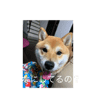 豆柴ワン（個別スタンプ：5）