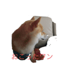 豆柴ワン（個別スタンプ：6）