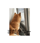 豆柴ワン（個別スタンプ：7）