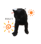 黒猫こおちゃんスタンプ（個別スタンプ：1）