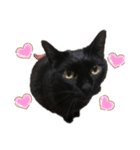 黒猫こおちゃんスタンプ（個別スタンプ：2）