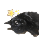 黒猫こおちゃんスタンプ（個別スタンプ：3）