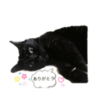 黒猫こおちゃんスタンプ（個別スタンプ：4）