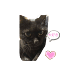 黒猫こおちゃんスタンプ（個別スタンプ：5）
