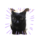 黒猫こおちゃんスタンプ（個別スタンプ：6）