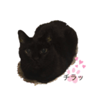 黒猫こおちゃんスタンプ（個別スタンプ：7）