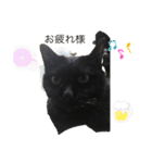 黒猫こおちゃんスタンプ（個別スタンプ：9）