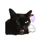 黒猫こおちゃんスタンプ（個別スタンプ：10）