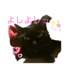 黒猫こおちゃんスタンプ（個別スタンプ：11）