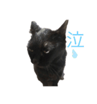 黒猫こおちゃんスタンプ（個別スタンプ：12）