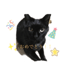 黒猫こおちゃんスタンプ（個別スタンプ：15）