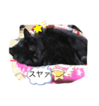 黒猫こおちゃんスタンプ（個別スタンプ：16）