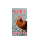 なんとなくにわとり（個別スタンプ：11）