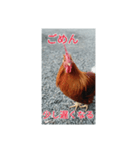 なんとなくにわとり（個別スタンプ：14）
