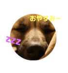 ムサシの⭐️む vol.2（個別スタンプ：4）