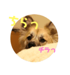 ムサシの⭐️む vol.2（個別スタンプ：8）