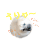 ムサシの⭐️む vol.2（個別スタンプ：11）
