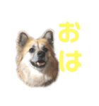 ムサシの⭐️む vol.2（個別スタンプ：12）