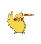 ことりLife〜オカメインコ2〜（個別スタンプ：1）