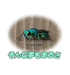 バグズスタンプ（個別スタンプ：5）
