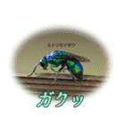 バグズスタンプ（個別スタンプ：6）