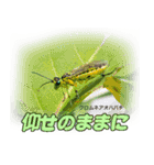 バグズスタンプ（個別スタンプ：10）