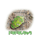 バグズスタンプ（個別スタンプ：17）
