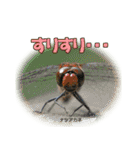 バグズスタンプ（個別スタンプ：24）