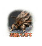 バグズスタンプ（個別スタンプ：27）