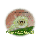 バグズスタンプ（個別スタンプ：29）