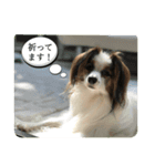 パピヨンルークの可愛いスタンプ！（個別スタンプ：5）