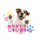 ジャックラッセルの日常（個別スタンプ：3）