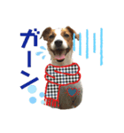 ジャックラッセルの日常（個別スタンプ：5）