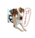 ジャックラッセルの日常（個別スタンプ：7）