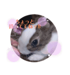 kokko_a(2)（個別スタンプ：5）