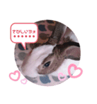 kokko_a(2)（個別スタンプ：17）