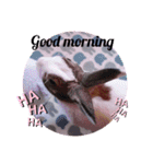 kokko_a(2)（個別スタンプ：19）