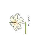 花のごあいさつ（個別スタンプ：22）