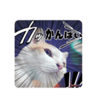 いぬ猫くうわん part.6 漫画世界（個別スタンプ：40）