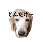 カンナすたんぷ（個別スタンプ：21）