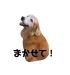 カンナすたんぷ（個別スタンプ：24）